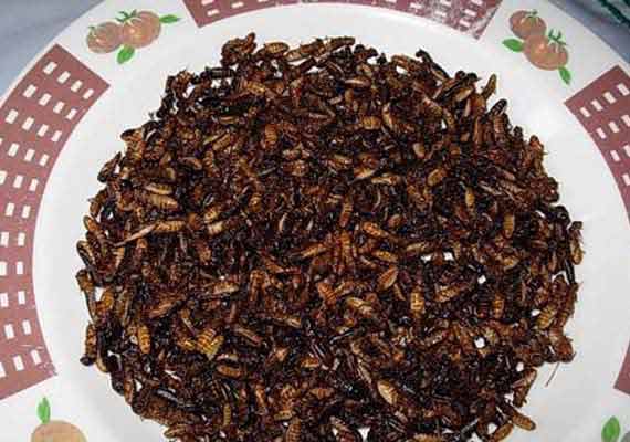 Les termites sautées