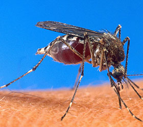 Un paludisme très dangereux émerge en Asie du Sud-Est