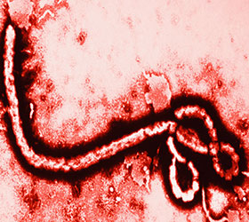 « Bon à savoir » sur le virus Ebola